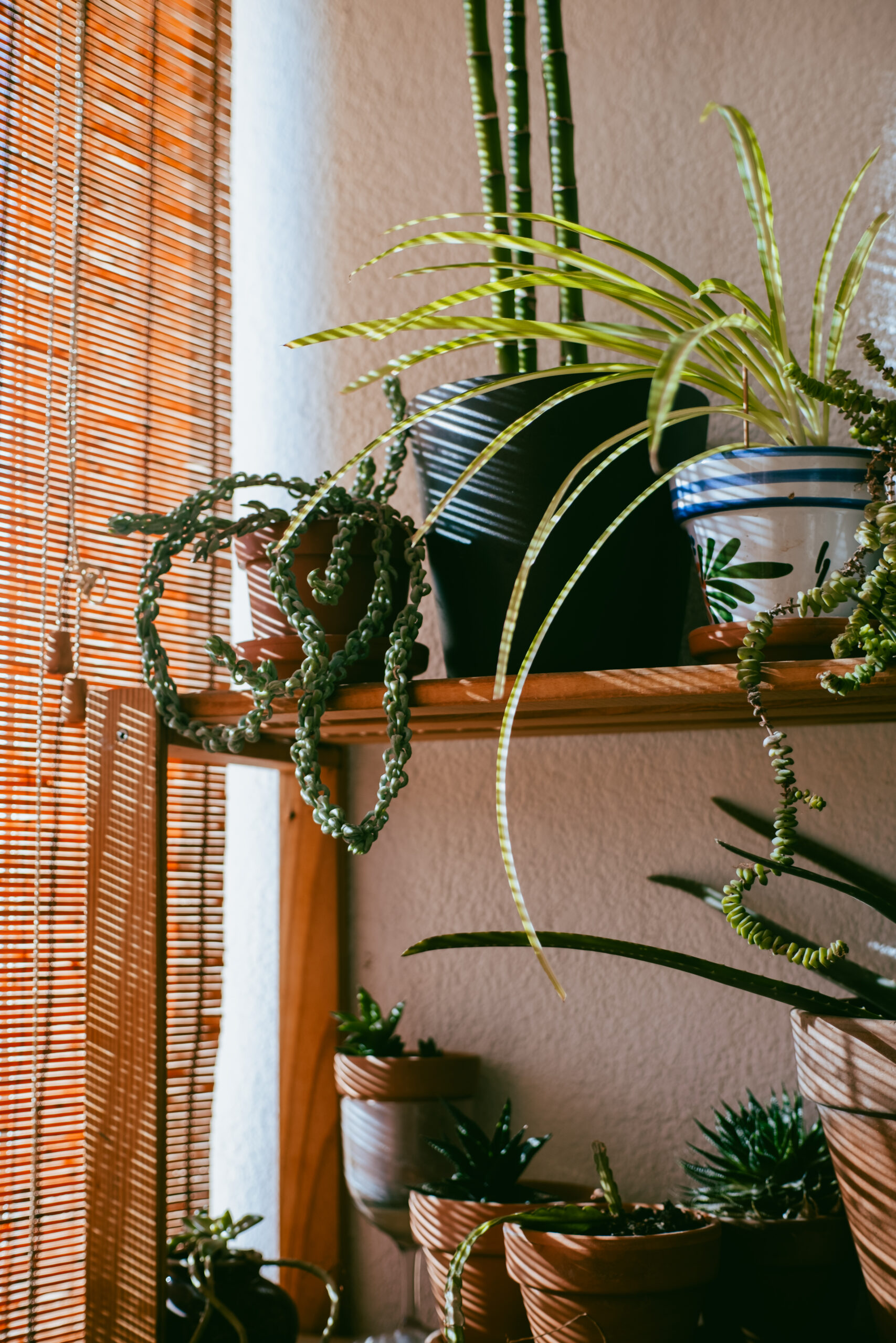 Sesión de fotos íntimas de shibari