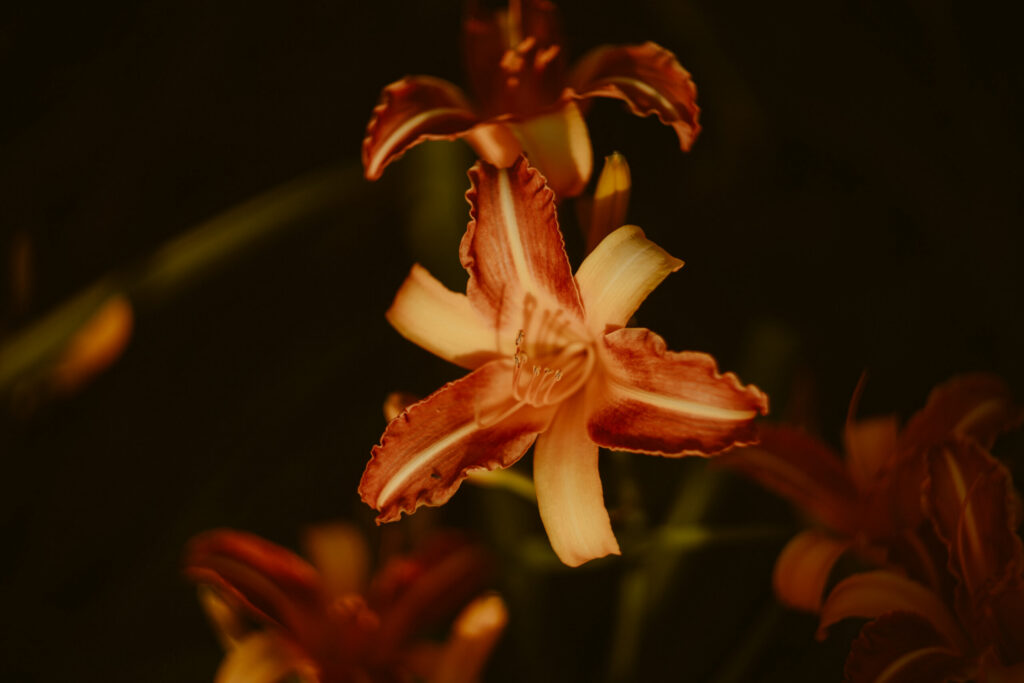 Sesión de fotos en lencería en exteriores