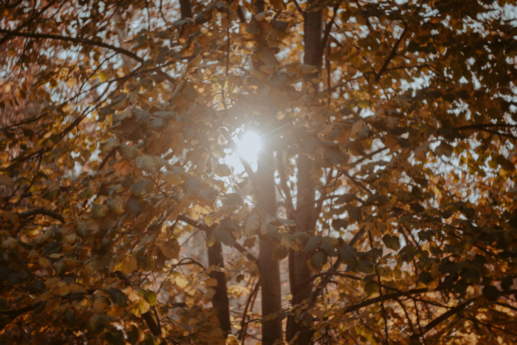 Male lingerie photoshoot in nature