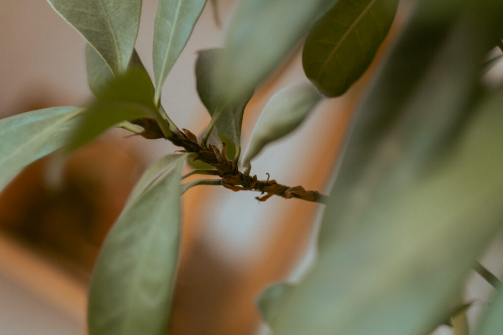 Intimate shibari session