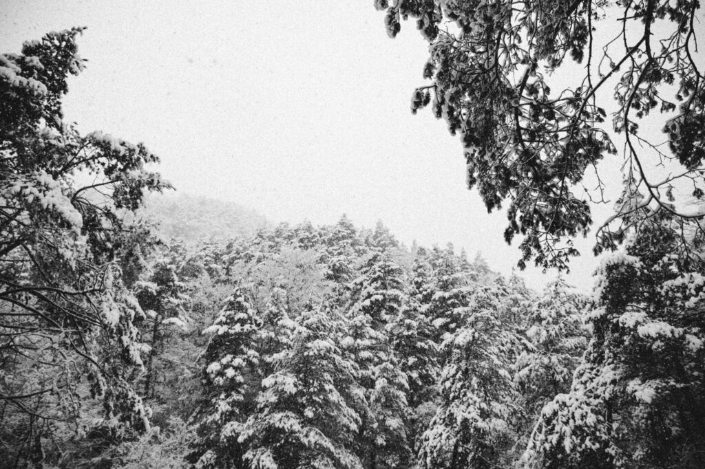 Viaje nieve