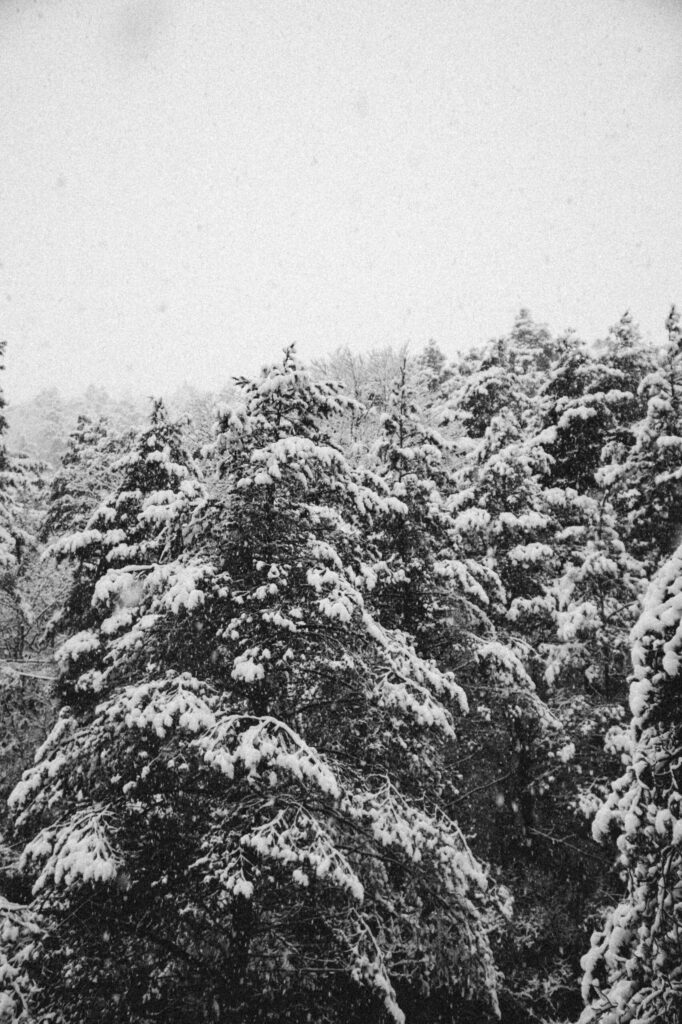 Viaje nieve