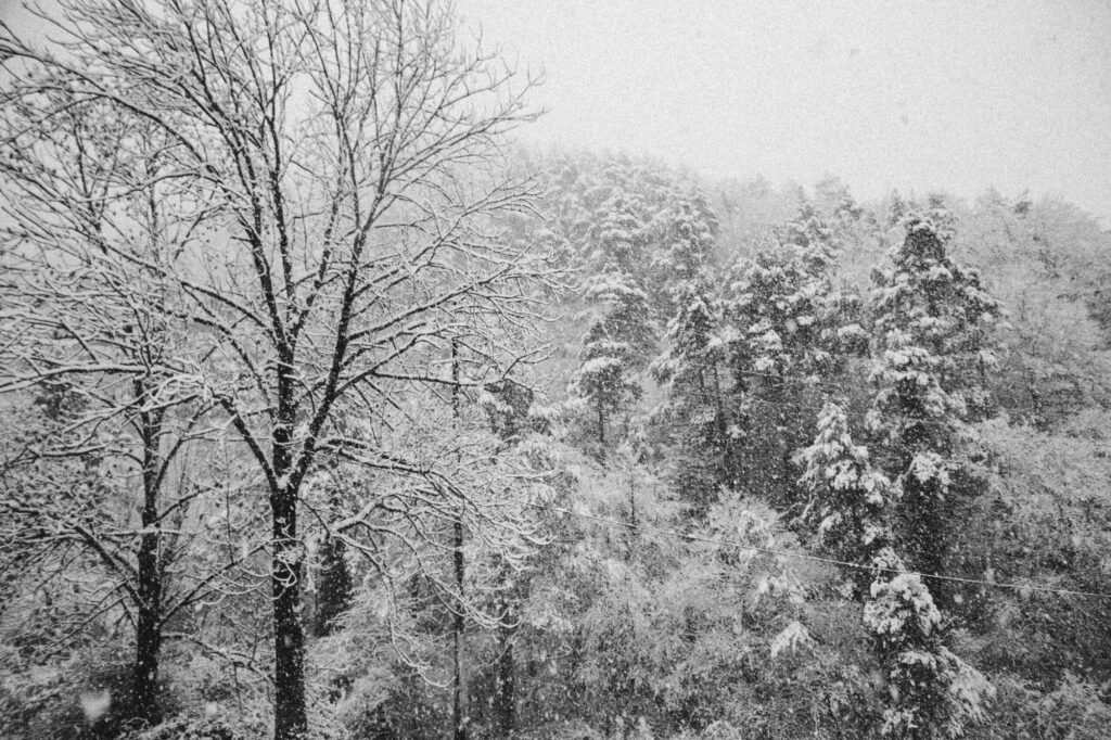 Viaje nieve