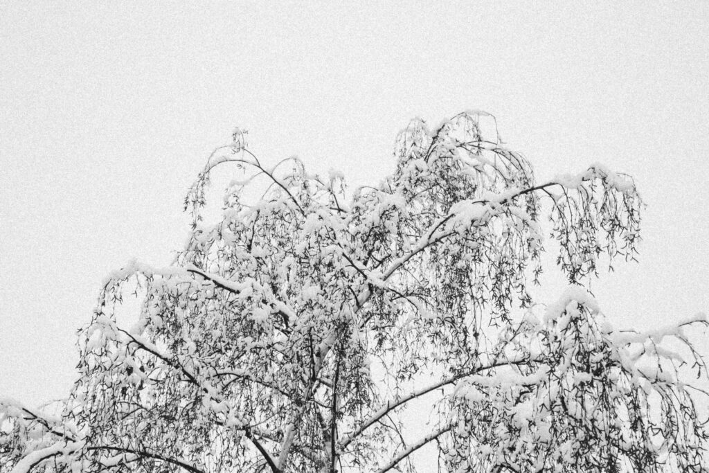 Viaje nieve