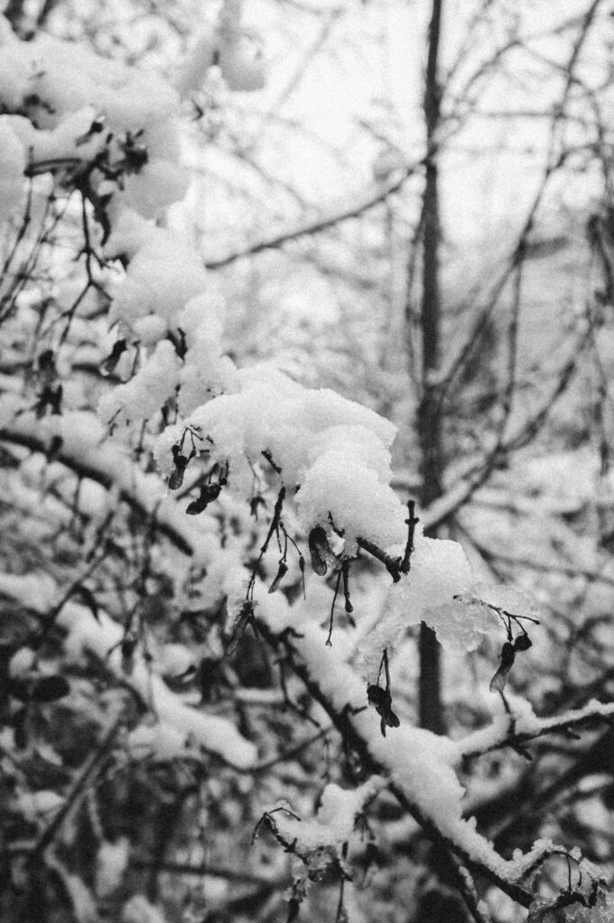 Viaje nieve