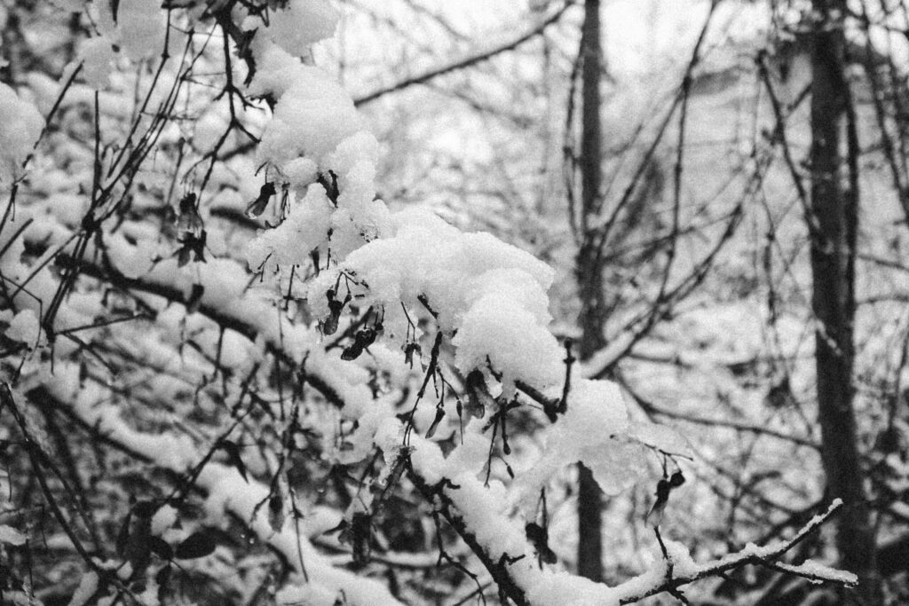 Viaje nieve