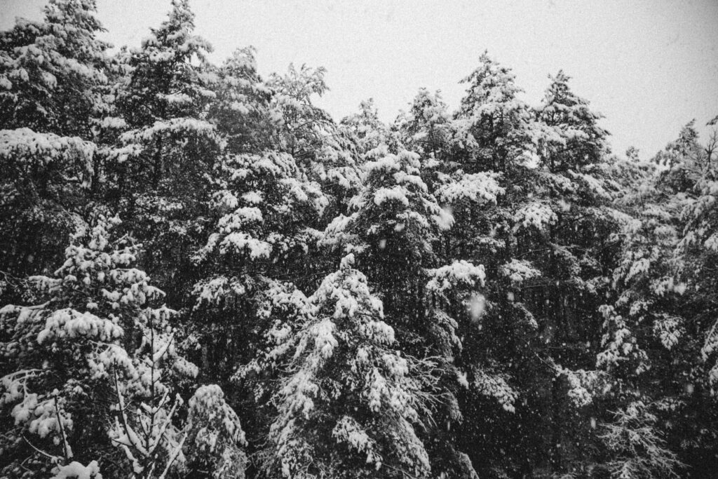 Viaje nieve