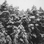 Viaje nieve