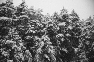 Viaje nieve