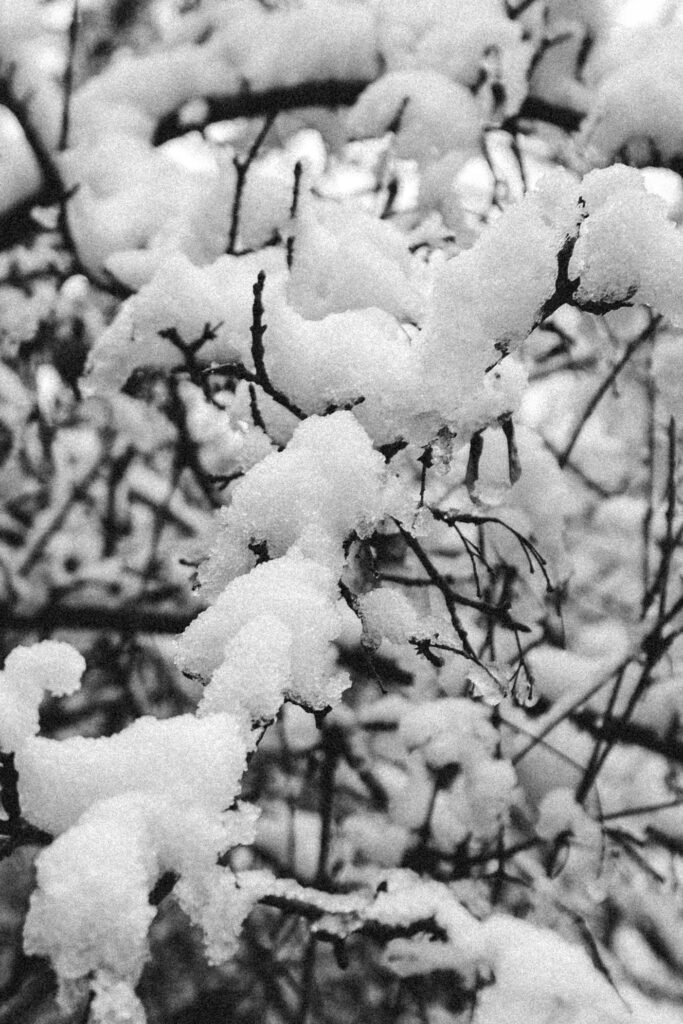 Viaje nieve