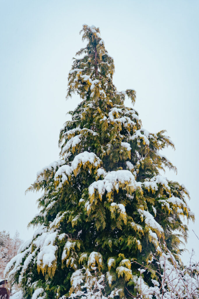 Viaje nieve