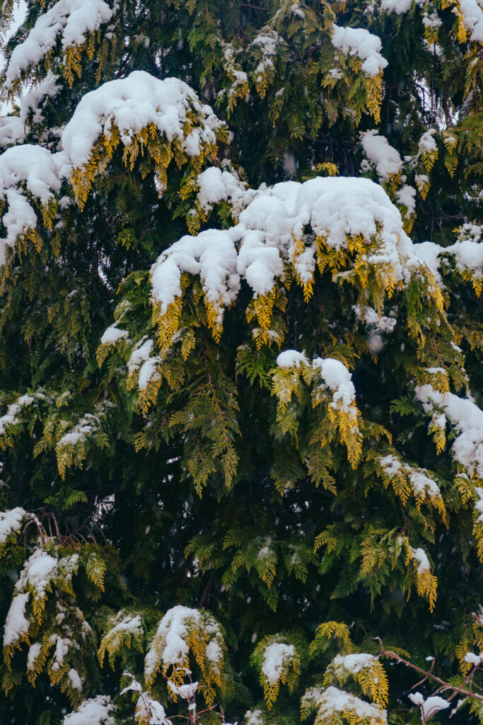 Viaje nieve