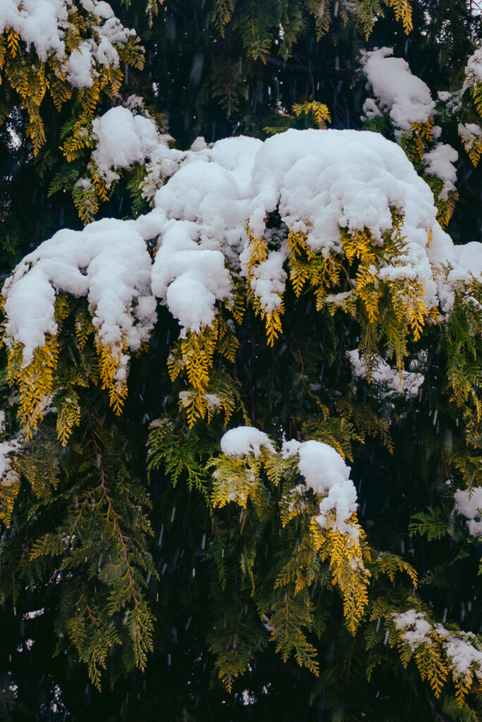 Viaje nieve