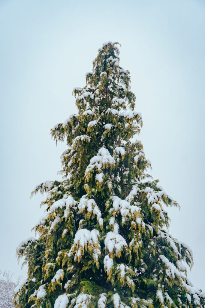 Viaje nieve