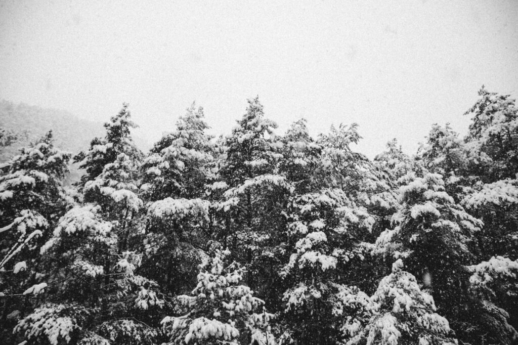 Viaje nieve