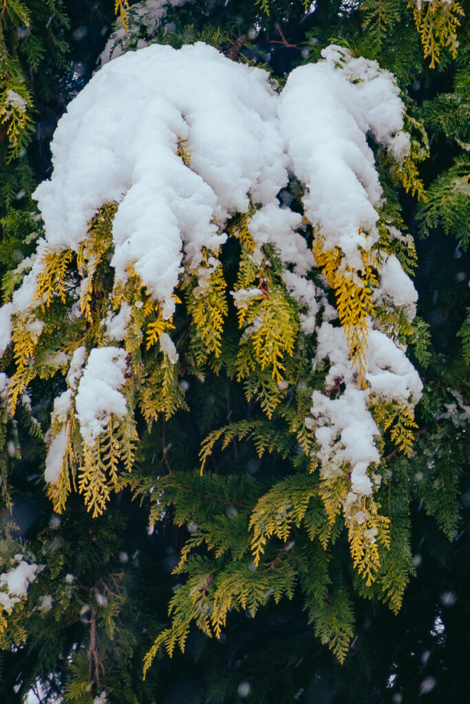 Viaje nieve