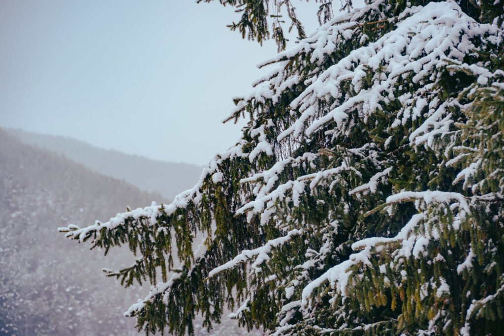 Viaje nieve