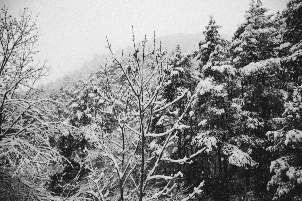 Viaje nieve
