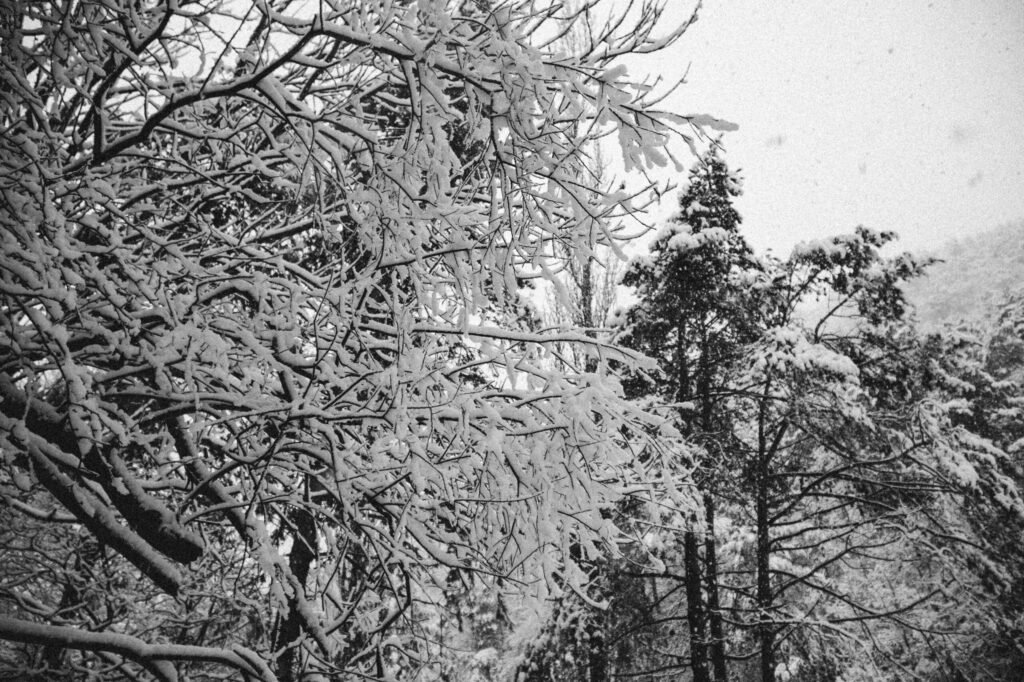 Viaje nieve
